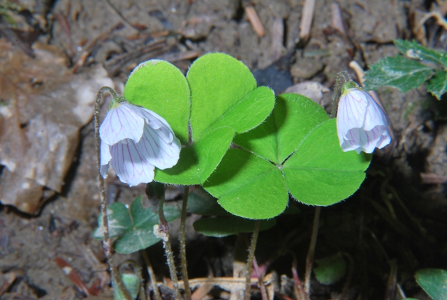 Oxalis acetosella